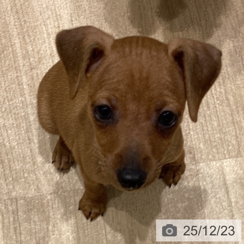 長野県のミニチュアピンシャー (ペットプラス 須坂店/2025年10月17日生まれ/男の子/レッド)の子犬の3枚目の画像