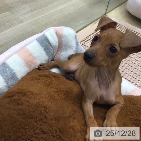 東京都のミニチュアピンシャー (ペットプラス 日の出店/2025年10月17日生まれ/女の子/レッド)の子犬の4枚目の画像