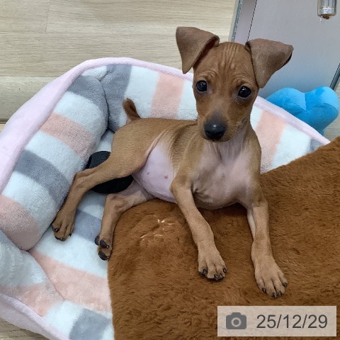 東京都のミニチュアピンシャー (ペットプラス 日の出店/2025年10月17日生まれ/女の子/レッド)の子犬の3枚目の画像