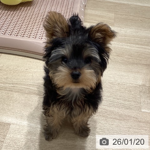 埼玉県のヨークシャーテリア (ペットプラス ピオニウォーク東松山店/2025年10月20日生まれ/女の子/スチールブルータン)の子犬の3枚目の画像