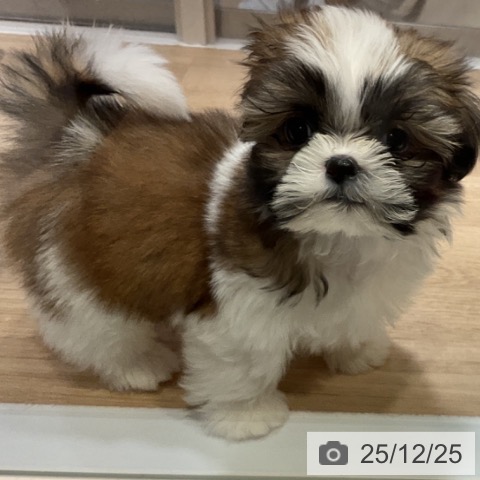 神奈川県のシーズー (ペットプラス 湘南平塚店/2025年10月20日生まれ/男の子/ホワイトゴールド)の子犬の3枚目の画像