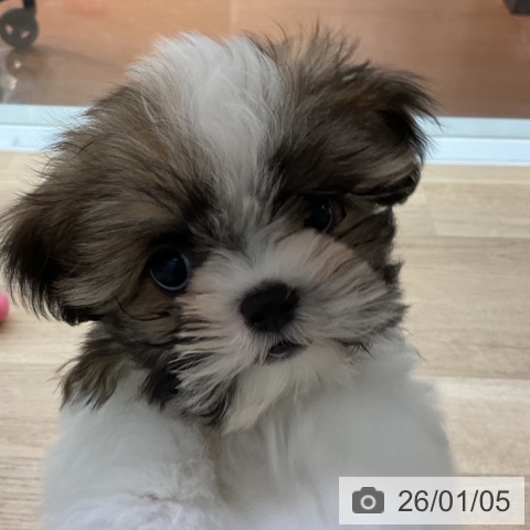 神奈川県のシーズー (ペットプラス 湘南平塚店/2025年10月20日生まれ/男の子/ホワイトゴールド)の子犬の3枚目の画像