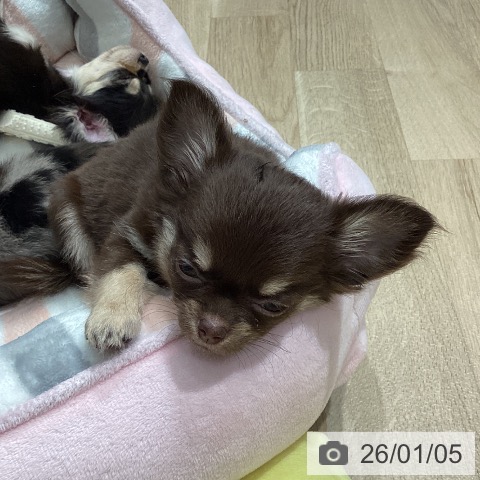 埼玉県のチワワ(ロング) (ペットプラス ピオニウォーク東松山店/2025年10月20日生まれ/女の子/チョコレートタンホワイト)の子犬の4枚目の画像