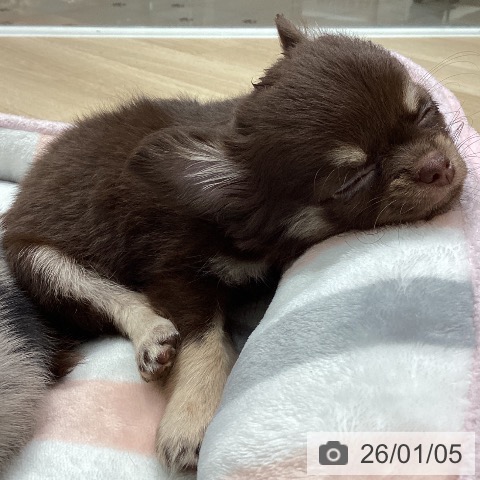 埼玉県のチワワ(ロング) (ペットプラス ピオニウォーク東松山店/2025年10月20日生まれ/女の子/チョコレートタンホワイト)の子犬の3枚目の画像