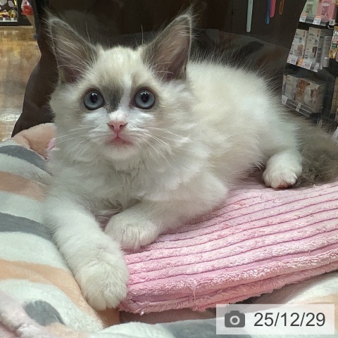 埼玉県のラグドール (ペットプラス 与野店/2025年10月16日生まれ/男の子/ブルーポイントバイカラー)の子猫の3枚目の画像