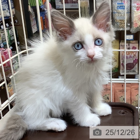 埼玉県のラグドール (ペットプラス クレアモール川越店/2025年10月16日生まれ/女の子/ブルーポイントバイカラー)の子猫の4枚目の画像