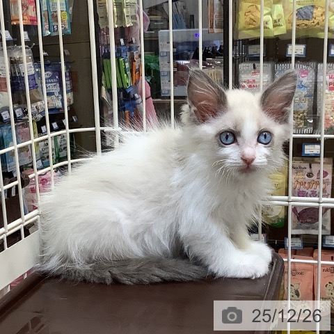 埼玉県のラグドール (ペットプラス クレアモール川越店/2025年10月16日生まれ/女の子/ブルーポイントバイカラー)の子猫の3枚目の画像