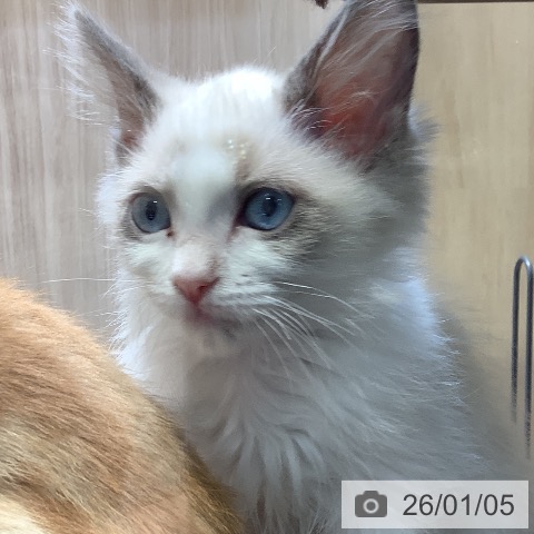 埼玉県のラグドール (ペットプラス クレアモール川越店/2025年10月16日生まれ/女の子/ブルーポイントバイカラー)の子猫の4枚目の画像