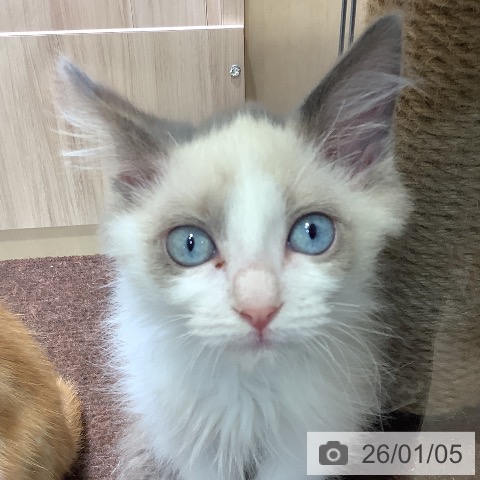 埼玉県のラグドール (ペットプラス クレアモール川越店/2025年10月16日生まれ/女の子/ブルーポイントバイカラー)の子猫の3枚目の画像