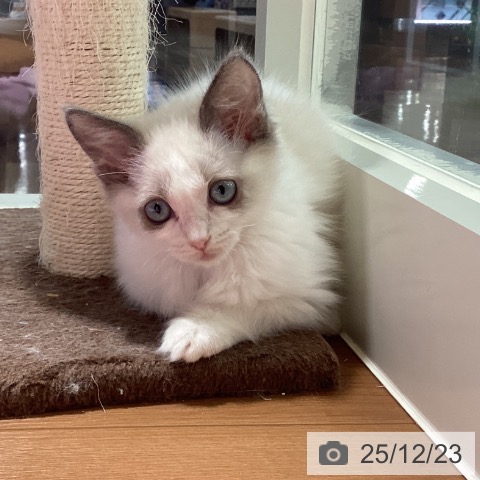 埼玉県のラグドール (ペットプラス イオンモール春日部店/2025年10月16日生まれ/男の子/ブルーポイントバイカラー)の子猫の4枚目の画像