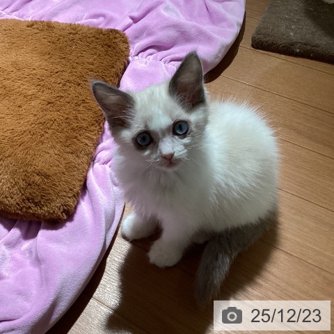 埼玉県のラグドール (ペットプラス イオンモール春日部店/2025年10月16日生まれ/男の子/ブルーポイントバイカラー)の子猫の3枚目の画像