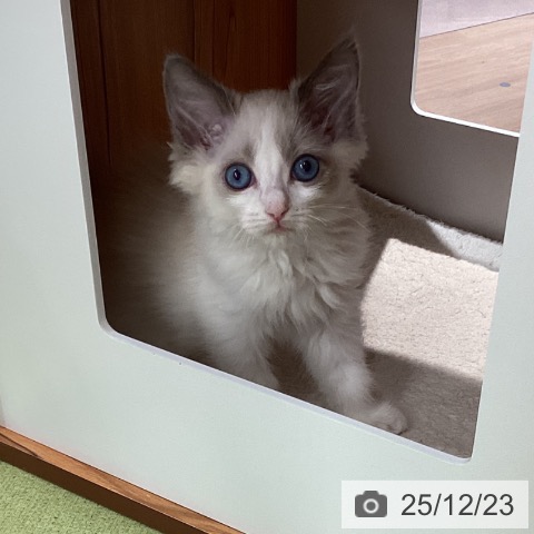 ラグドールの写真