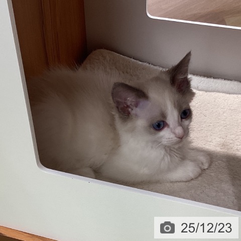 埼玉県のラグドール (ペットプラス 川口店/2025年10月16日生まれ/男の子/ブルーポイントバイカラー)の子猫の4枚目の画像