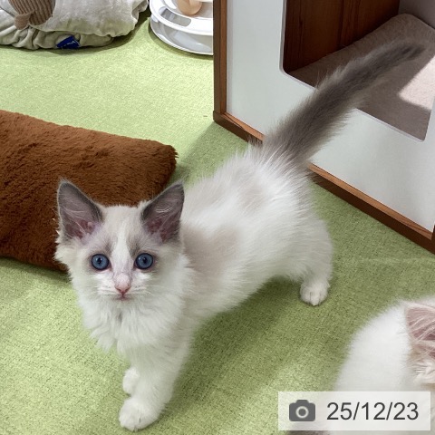 埼玉県のラグドール (ペットプラス 川口店/2025年10月16日生まれ/男の子/ブルーポイントバイカラー)の子猫の3枚目の画像