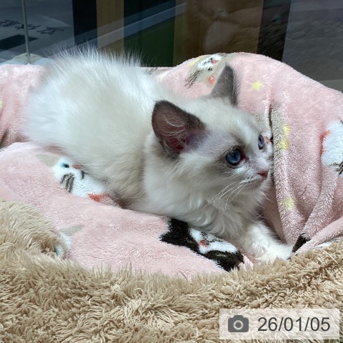 埼玉県のラグドール (ペットプラス 川口店/2025年10月16日生まれ/男の子/ブルーポイントバイカラー)の子猫の4枚目の画像