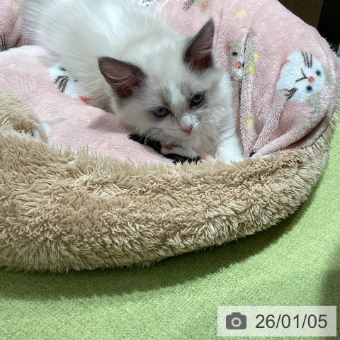 埼玉県のラグドール (ペットプラス 川口店/2025年10月16日生まれ/男の子/ブルーポイントバイカラー)の子猫の3枚目の画像