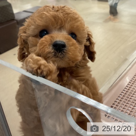 東京都のトイプードル(トイ) (ペットプラス アクアシティお台場店/2025年10月19日生まれ/女の子/レッド)の子犬の3枚目の画像