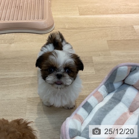 東京都のシーズー (ペットプラス アクアシティお台場店/2025年10月20日生まれ/女の子/ゴールドホワイト)の子犬の3枚目の画像