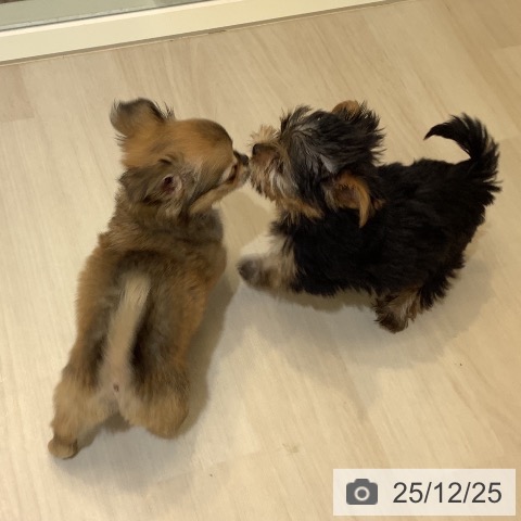 埼玉県のチワワ(ロング) (ペットプラス クレアモール川越店/2025年10月19日生まれ/男の子/レッドホワイト)の子犬の4枚目の画像