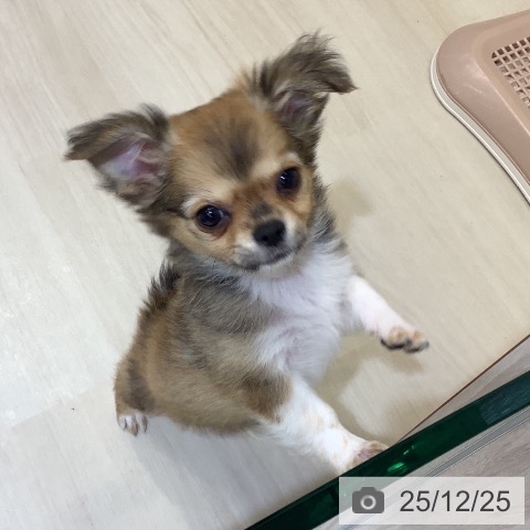 埼玉県のチワワ(ロング) (ペットプラス クレアモール川越店/2025年10月19日生まれ/男の子/レッドホワイト)の子犬の3枚目の画像