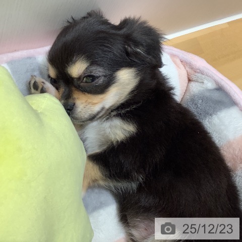 山梨県のチワワ(ロング) (ペットプラス 甲府昭和店/2025年10月19日生まれ/女の子/ブラックタンホワイト)の子犬の4枚目の画像