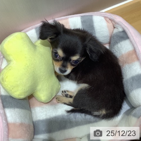 山梨県のチワワ(ロング) (ペットプラス 甲府昭和店/2025年10月19日生まれ/女の子/ブラックタンホワイト)の子犬の3枚目の画像