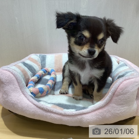 山梨県のチワワ(ロング) (ペットプラス 甲府昭和店/2025年10月19日生まれ/女の子/ブラックタンホワイト)の子犬の3枚目の画像