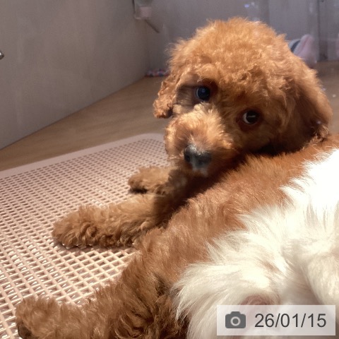 山形県のトイプードル(トイ) (ペットプラス 天童店/2025年10月13日生まれ/男の子/レッド)の子犬の4枚目の画像