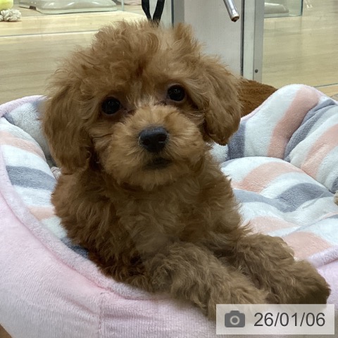 埼玉県のトイプードル(トイ) (ペットプラス 羽生店/2025年10月13日生まれ/女の子/アプリコット)の子犬の4枚目の画像