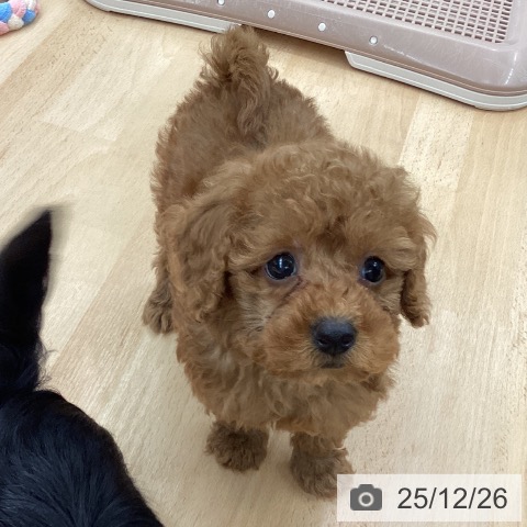 長野県のトイプードル(トイ) (ペットプラス 松本店/2025年10月13日生まれ/女の子/アプリコット)の子犬の3枚目の画像