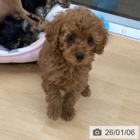 長野県のトイプードル(トイ) (ペットプラス 松本店/2025年10月13日生まれ/女の子/アプリコット)の子犬の4枚目の画像