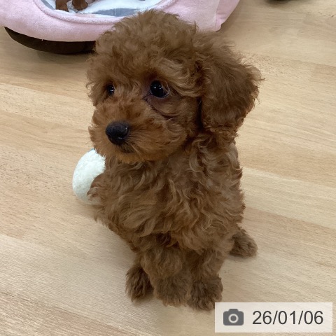 長野県のトイプードル(トイ) (ペットプラス 松本店/2025年10月13日生まれ/女の子/アプリコット)の子犬の3枚目の画像