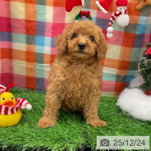 千葉県のトイプードル(トイ) (ペットプラス コトエ流山おおたかの森店/2025年10月13日生まれ/女の子/アプリコット)の子犬の4枚目の画像