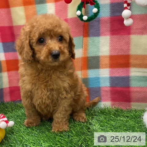 千葉県のトイプードル(トイ) (ペットプラス コトエ流山おおたかの森店/2025年10月13日生まれ/女の子/アプリコット)の子犬の3枚目の画像