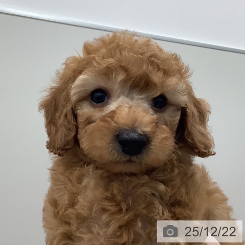 茨城県のトイプードル(トイ) (ペッツワン 阿見店/2025年10月20日生まれ/男の子/レッド)の子犬の3枚目の画像