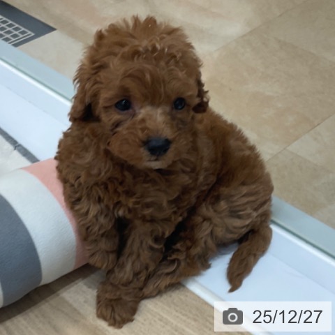 トイ・プードルの写真