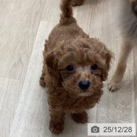 トイ・プードルの写真