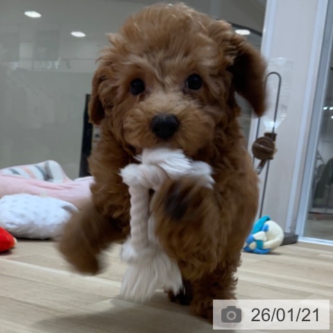 長野県のトイプードル(トイ) (ペットプラス 上田店/2025年10月20日生まれ/男の子/レッド)の子犬の4枚目の画像