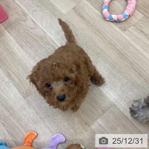 長野県のトイプードル(トイ) (ペットプラス 上田店/2025年10月20日生まれ/男の子/レッド)の子犬の3枚目の画像