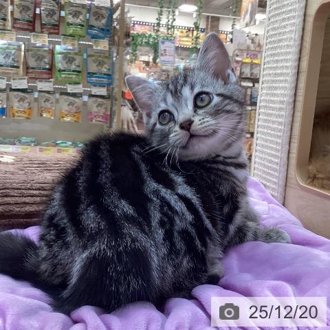 群馬県のアメリカンショートヘアー (ペットプラス 前橋店/2025年10月9日生まれ/男の子/シルバータビー)の子猫の4枚目の画像