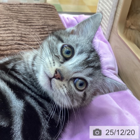 群馬県のアメリカンショートヘアー (ペットプラス 前橋店/2025年10月9日生まれ/男の子/シルバータビー)の子猫の3枚目の画像