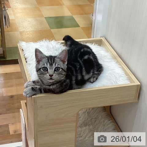 群馬県のアメリカンショートヘアー (ペットプラス 前橋店/2025年10月9日生まれ/男の子/シルバータビー)の子猫の3枚目の画像