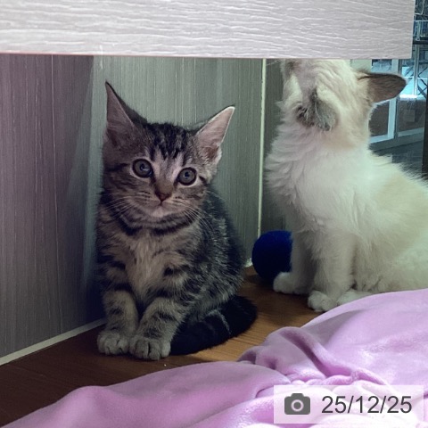 アメリカンショートヘアの写真