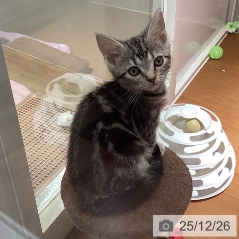 アメリカンショートヘアの写真