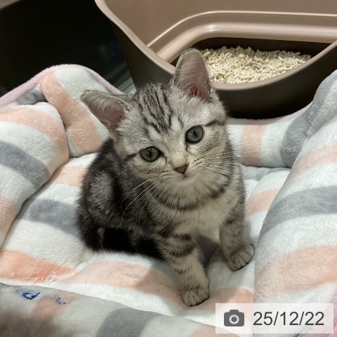 埼玉県のアメリカンショートヘアー (ペットプラス 上尾店/2025年10月12日生まれ/女の子/シルバータビー)の子猫の4枚目の画像