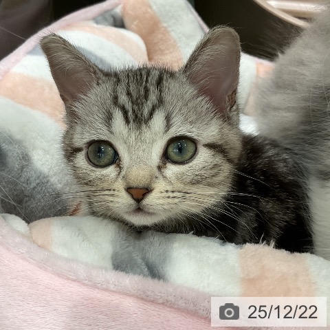 埼玉県のアメリカンショートヘアー (ペットプラス 上尾店/2025年10月12日生まれ/女の子/シルバータビー)の子猫の3枚目の画像