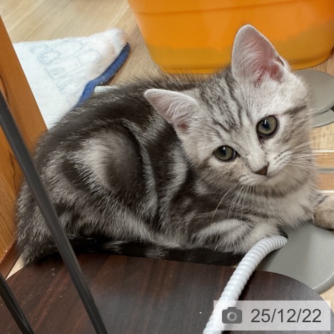 埼玉県のアメリカンショートヘアー (ペットプラス ららぽーと富士見店/2025年10月14日生まれ/男の子/シルバータビー)の子猫の3枚目の画像