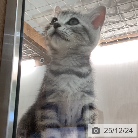 埼玉県のアメリカンショートヘアー (ペットプラス ららぽーと富士見店/2025年10月14日生まれ/男の子/シルバータビー)の子猫の4枚目の画像