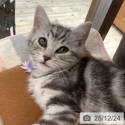 埼玉県のアメリカンショートヘアー (ペットプラス ららぽーと富士見店/2025年10月14日生まれ/男の子/シルバータビー)の子猫の3枚目の画像