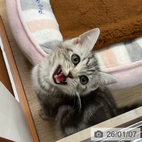 埼玉県のアメリカンショートヘアー (ペットプラス ららぽーと富士見店/2025年10月14日生まれ/男の子/シルバータビー)の子猫の4枚目の画像